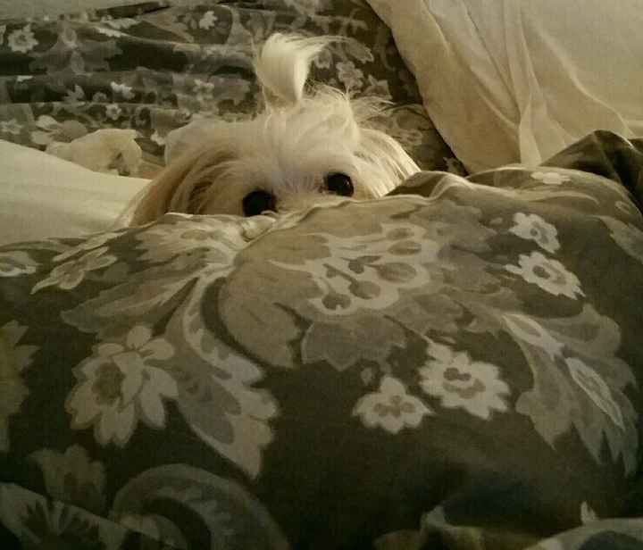 KWR: Who else missed their pets?