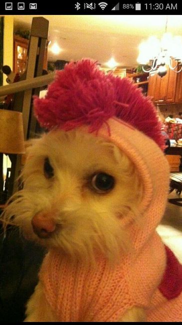 NWR - Pet pictures