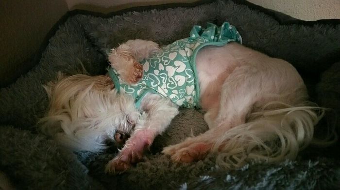 NWR: it's my dogs birthday!