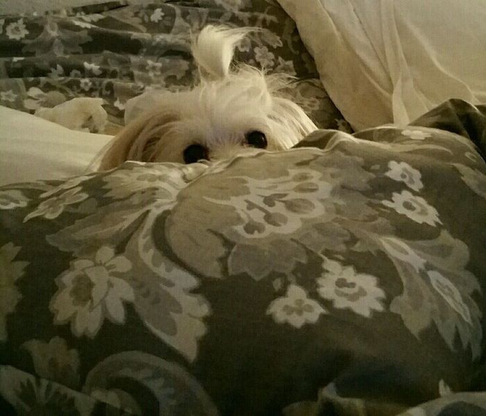 KWR: Who else missed their pets?