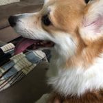 corgibutts