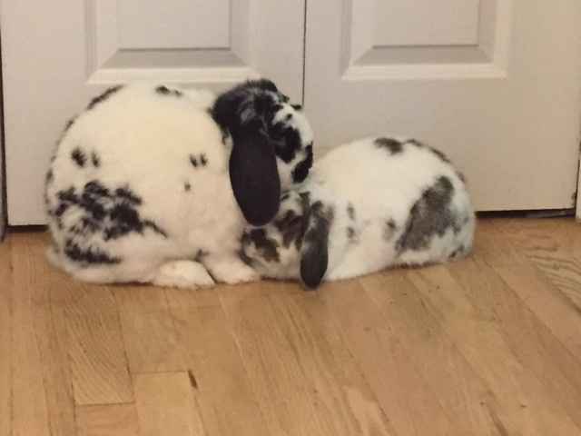 NWR- pets! We love them show me yours :)