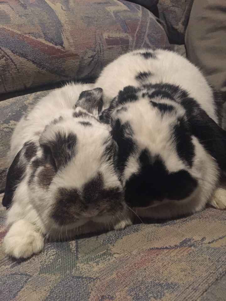 Show me your fur babies!