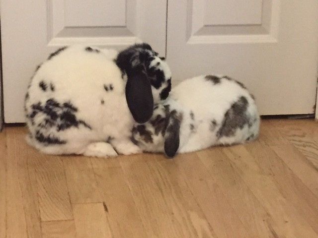 NWR- pets! We love them show me yours :)