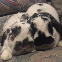 Show me your fur babies!