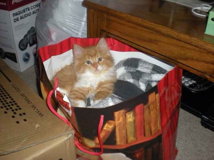 NWR: Kittens love Christmas Trees (pics)