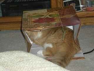 NWR: Kittens love Christmas Trees (pics)