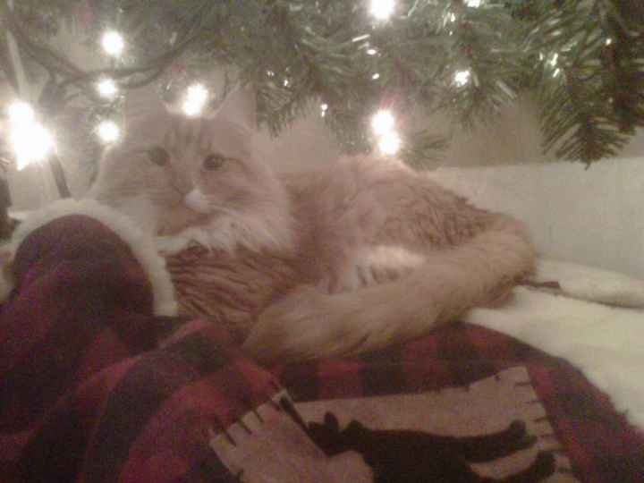 NWR: Kittens love Christmas Trees (pics)