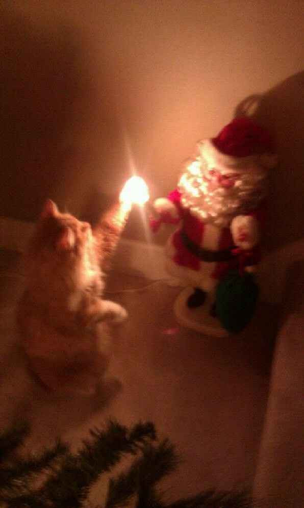 NWR: Kittens love Christmas Trees (pics)