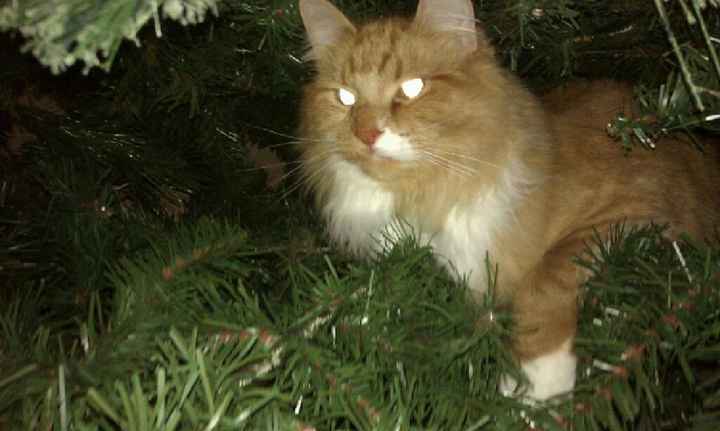 NWR: Kittens love Christmas Trees (pics)