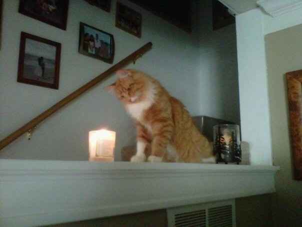 NWR: Kittens love Christmas Trees (pics)