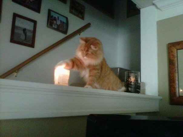 NWR: Kittens love Christmas Trees (pics)