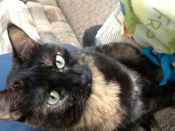 NWR: Furry Friday? Yeah, just made that up as an excuse to post my kitty...