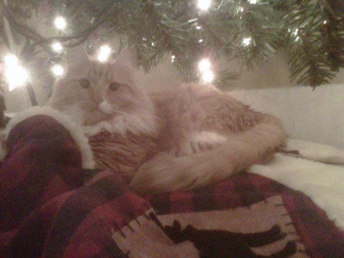NWR: Kittens love Christmas Trees (pics)