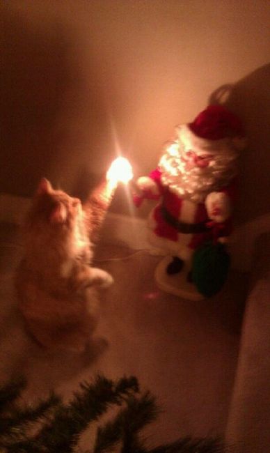 NWR: Kittens love Christmas Trees (pics)