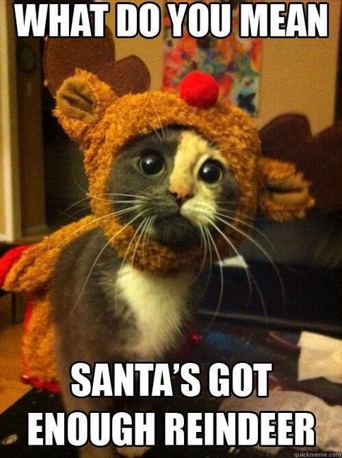 NWR: ALL THE CUTE THINGS!!