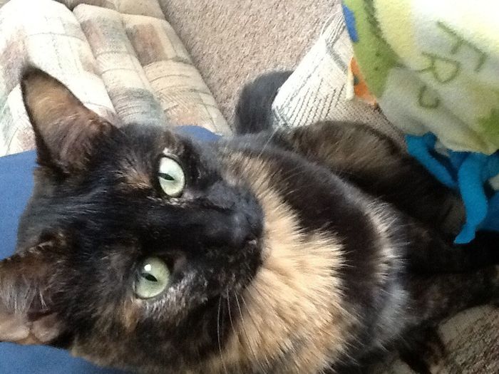 NWR: what pets are you bringing into the marriage?