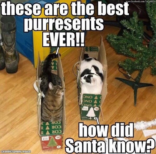 NWR: Holiday Cat Time :)