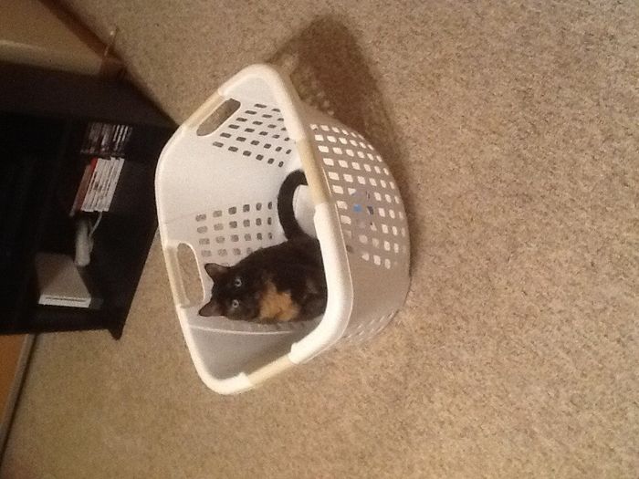 NWR:  Fur Babies