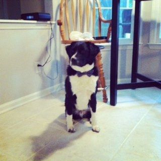 Do you and your FH have a pet?