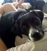 NWR: Show off your fur baby!