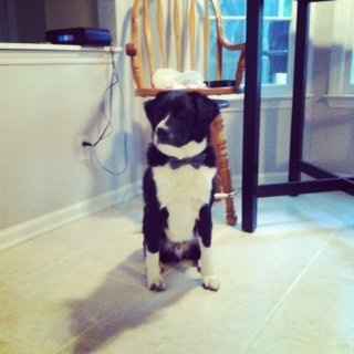 Do you and your FH have a pet?