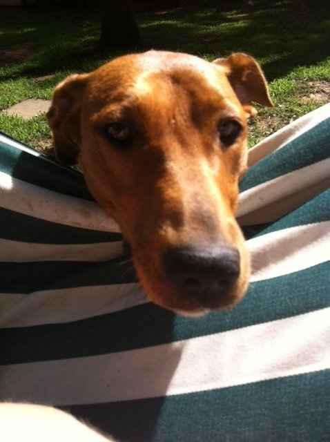 Do you and your FH have a pet?