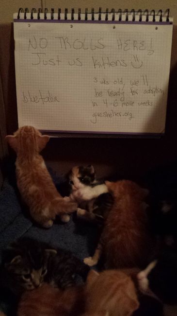 "lets flush out the trolls"