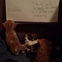 "lets flush out the trolls"