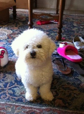 Just for fun- haven't seen the furbabies in awhile