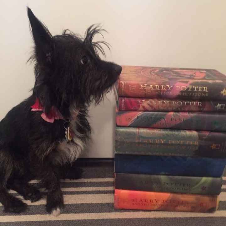 Furbabies?(non wedding post)