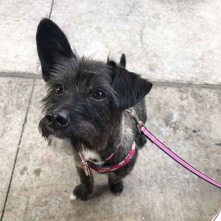 Furbabies?(non wedding post)