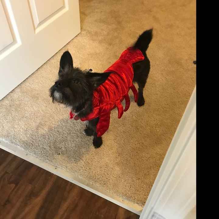 NWR: Shameless pet post!