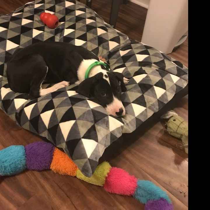 NWR: we got another dog!