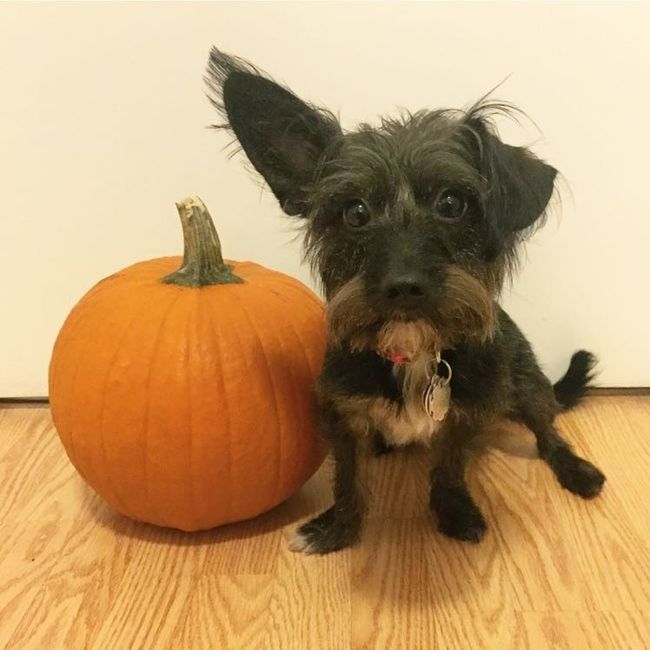 Show me your fur babies!