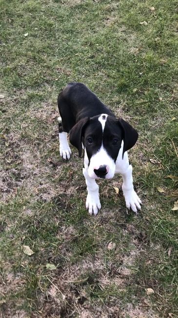 NWR: we got another dog!