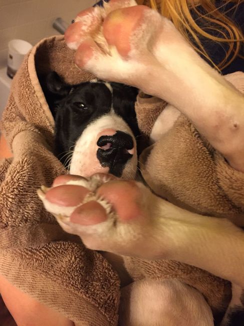 NWR: we got another dog!