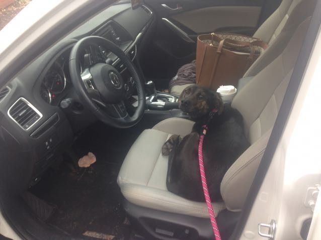 NWR- Does anybody want a dog?