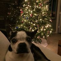 NWR: Christmas Tree