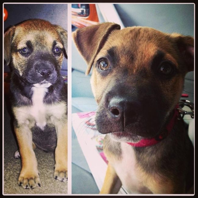 Since we are getting to know each other and everyone LOVES their fur babies!