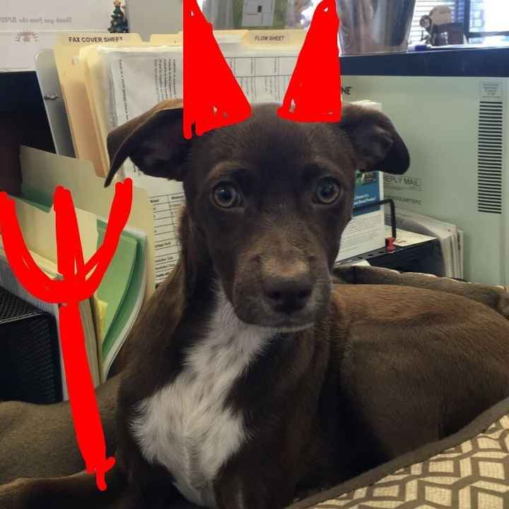 Positive thoughts and pictures of fluffy pets please