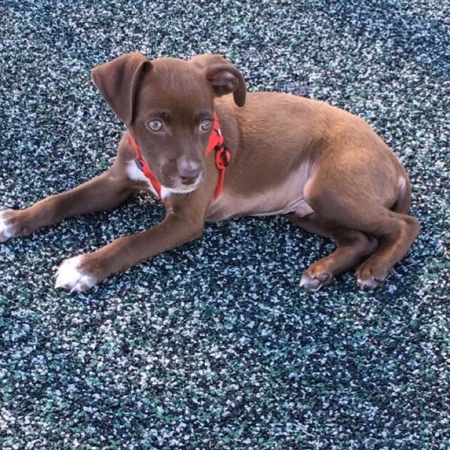 Nwr: my pup
