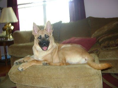 NWR: What kind of dog do you have?