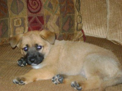 NWR: What kind of dog do you have?