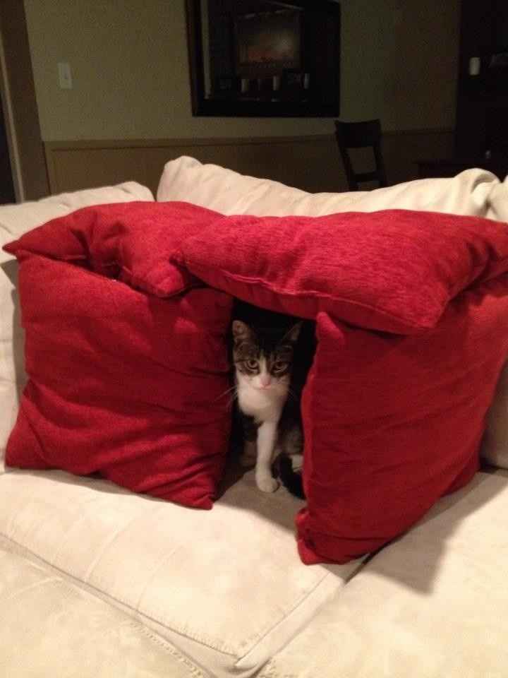 Furbaby Friday!