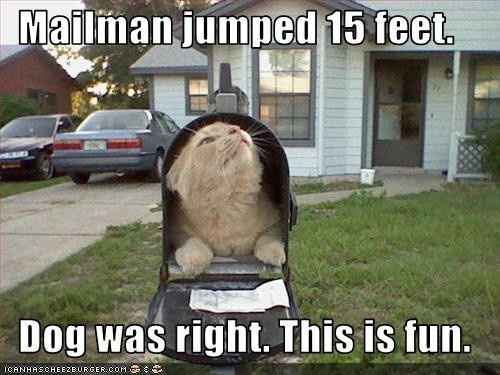NWR:  cat meme time!