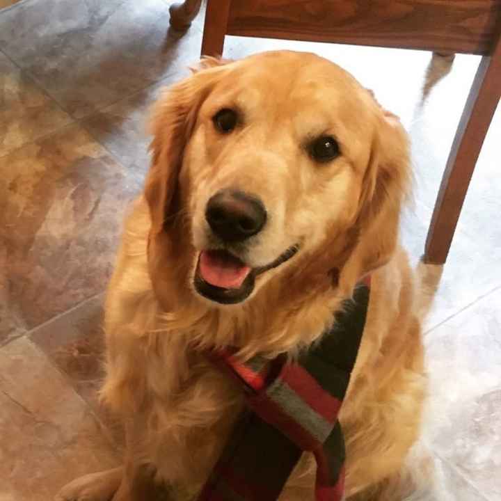 Let me see those fur babies!