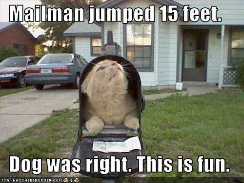 NWR:  cat meme time!