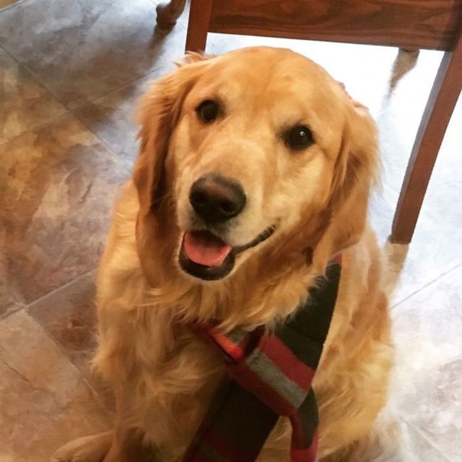 Let me see those fur babies!