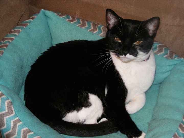 NWR: Lets talk pets.